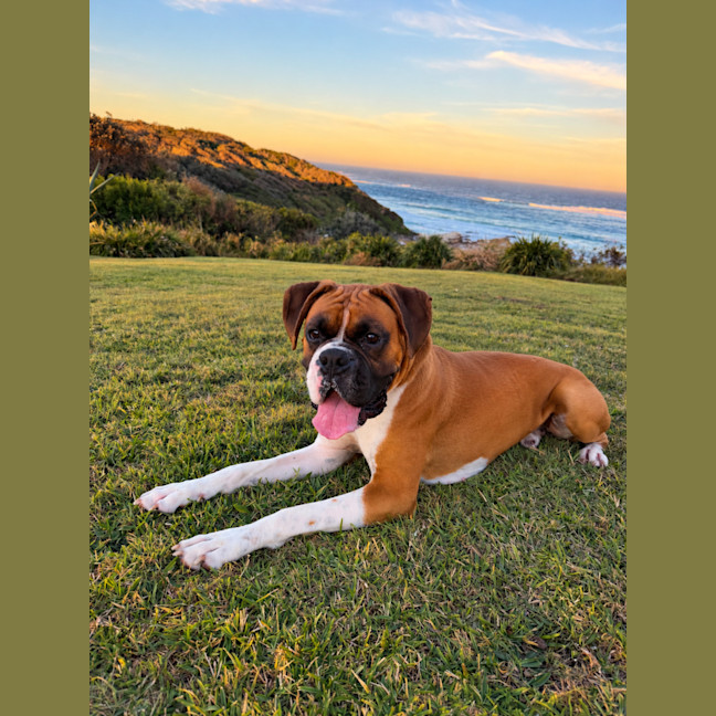Photo of Moose   2.5 Year Old Boxer