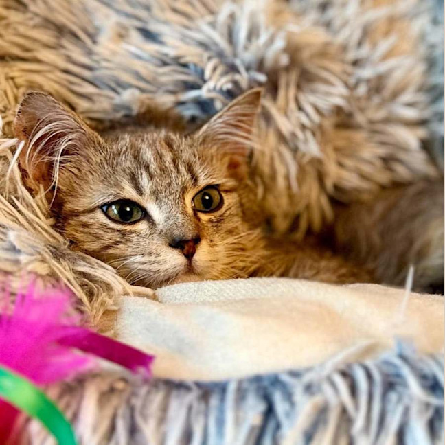 Photo of Milo   In Foster Care In Templestowe