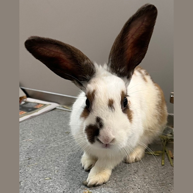 Photo of Bethany (Bonded To Bert)