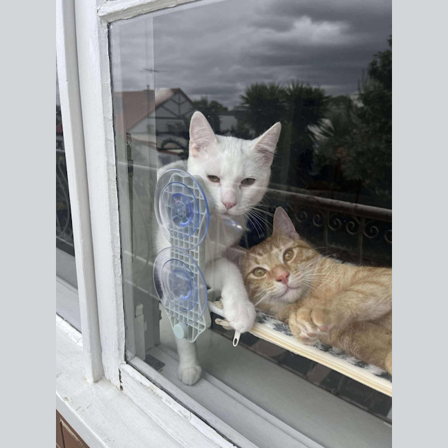 Photo of Mouse / Fig