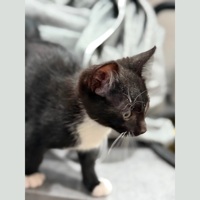 Photo of Jazz Boy 
