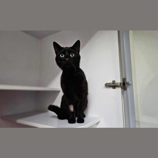 Photo of Nyx