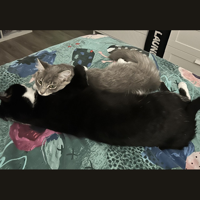 Photo of Silvermist (And Tinkerbell)