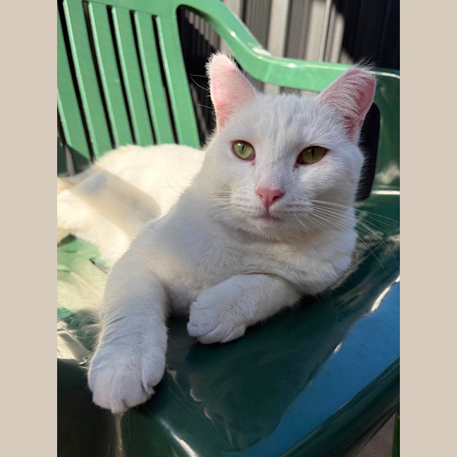 Photo of Jasmine 