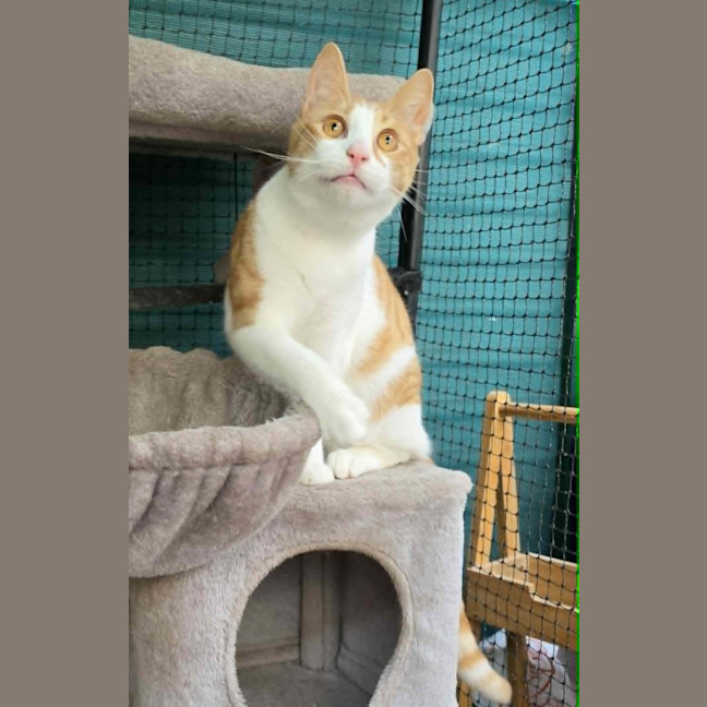 Photo of Jonas ** 2nd Chance Cat Rescue**