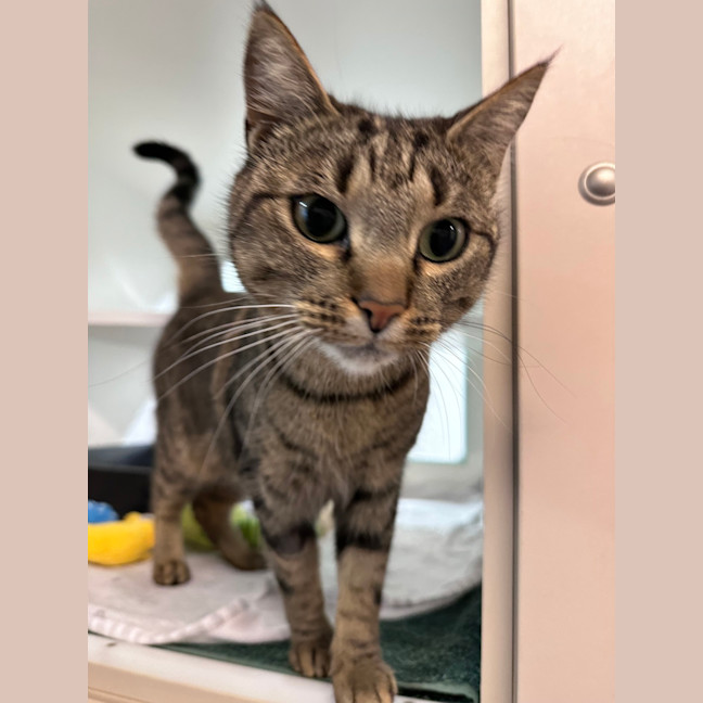 Photo of Phoebe