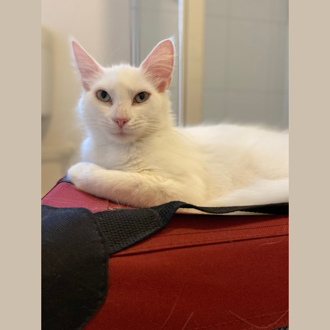 Photo of Misty. Gentle Girl