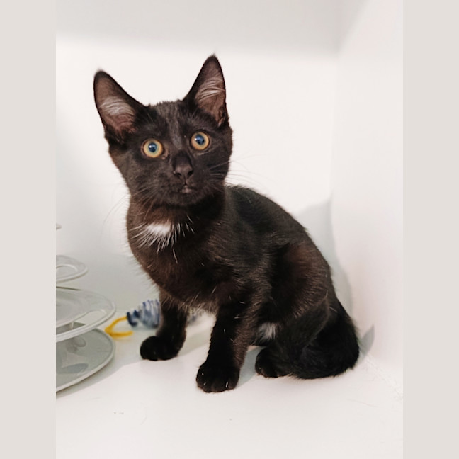 Photo of Nugget