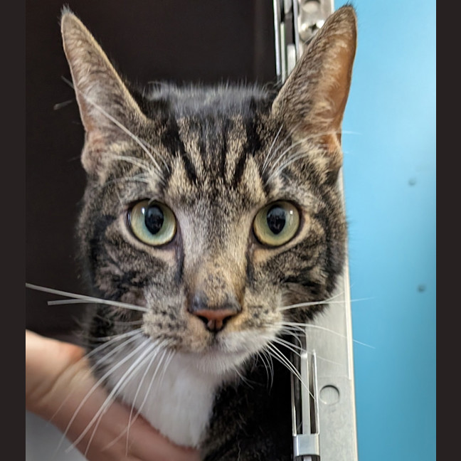 Photo of The Jailbreaker 