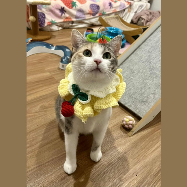 Photo of Willow   Located In Doreen