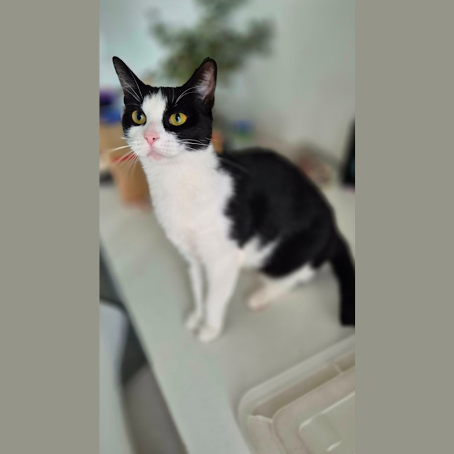 Photo of Flick 