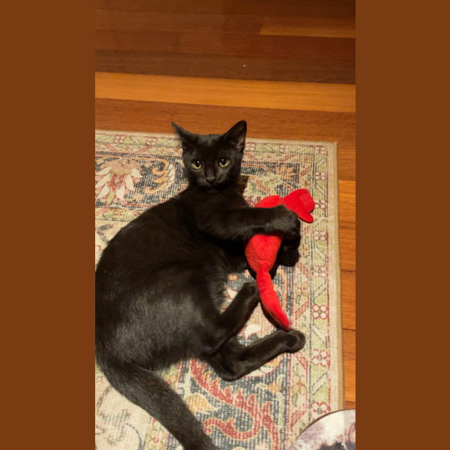 Photo of Bella