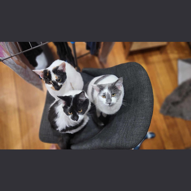 Photo of Spot