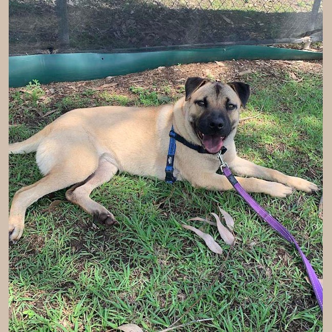 Photo of Cookie