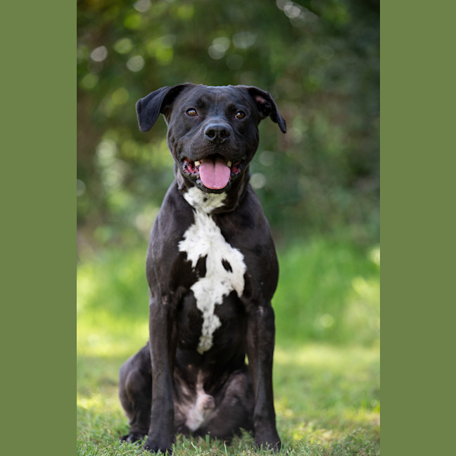 Photo of Bronson
