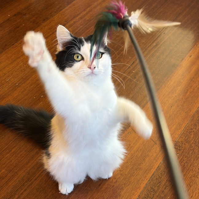 Photo of Melody 