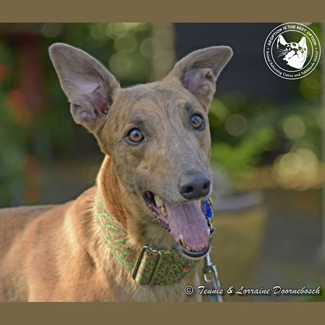 Photo of Max (Woodland Maxi)