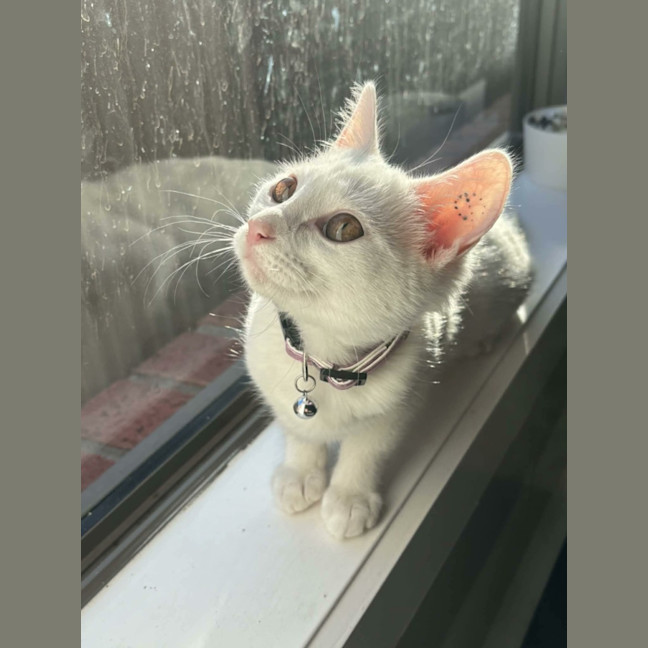 Photo of Vivi   In Foster Care In Avondale Heights