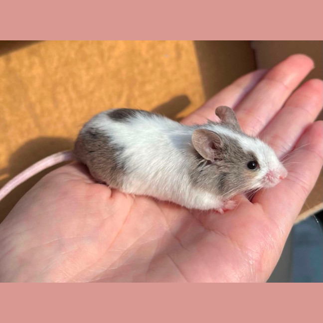 Photo of Remus