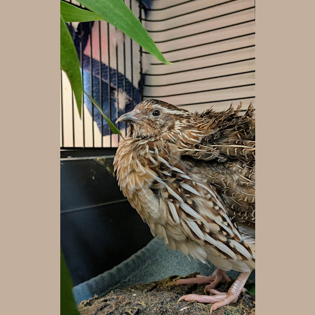 Photo of Copper