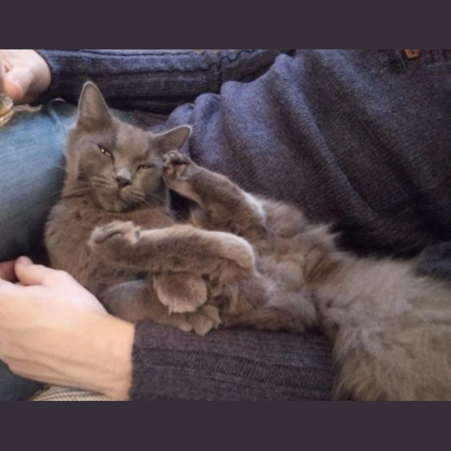 Photo of Mama Cat & Ewok