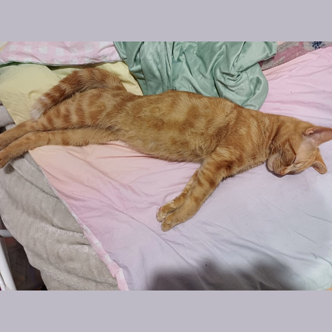 Photo of Gizmo