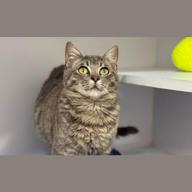 Photo of Smokey