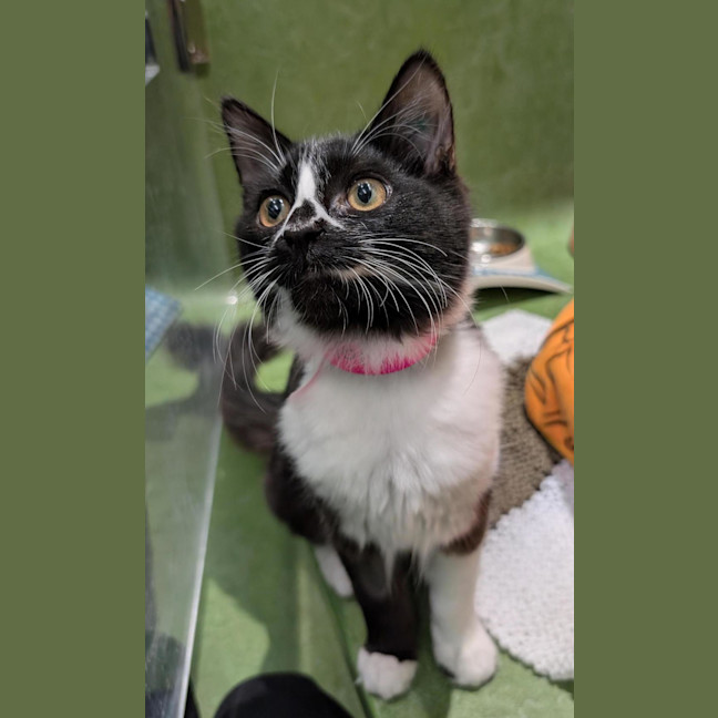 Photo of Sagittarius