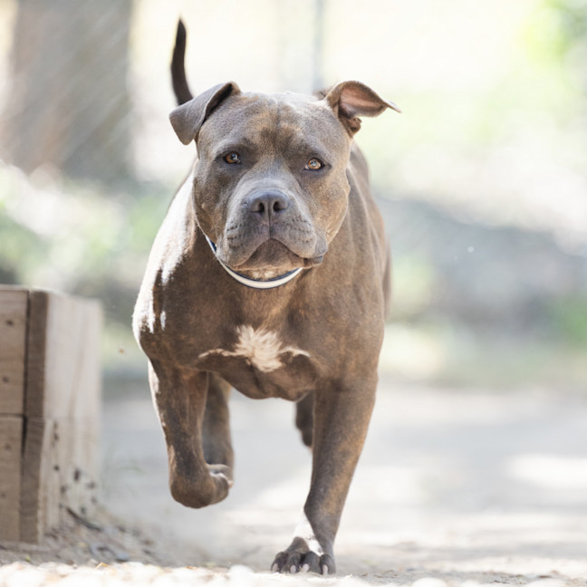Photo of Tonka
