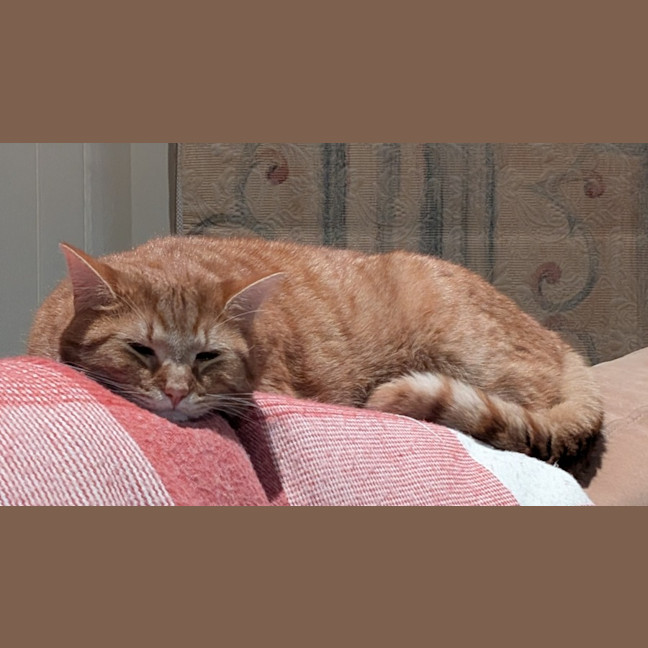 Photo of Jasper