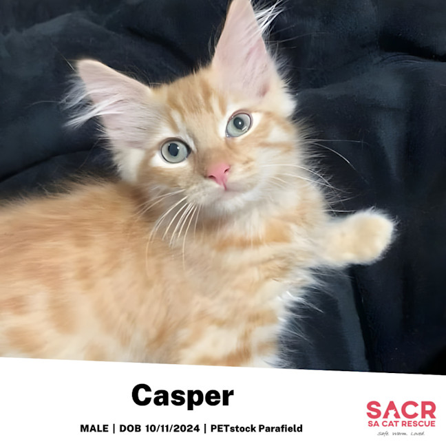 Photo of Casper