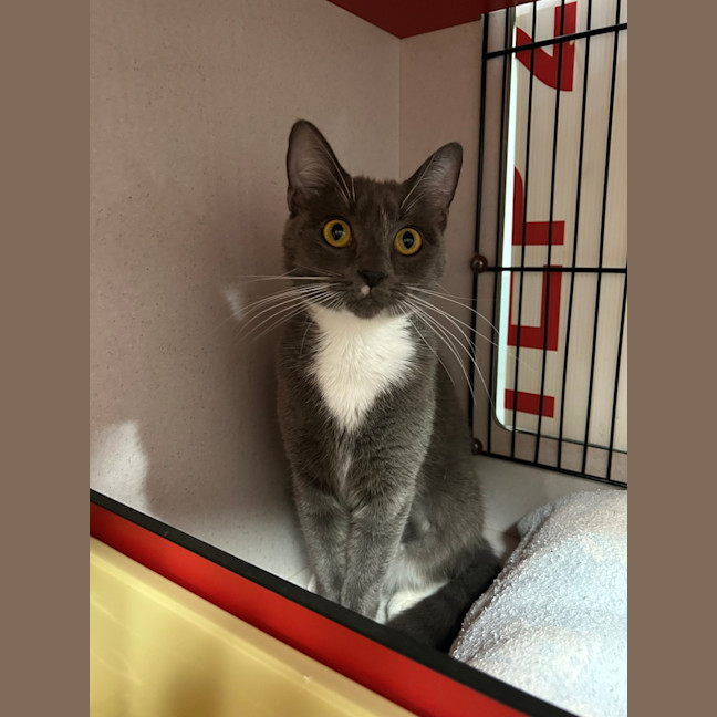 Photo of Sapphire