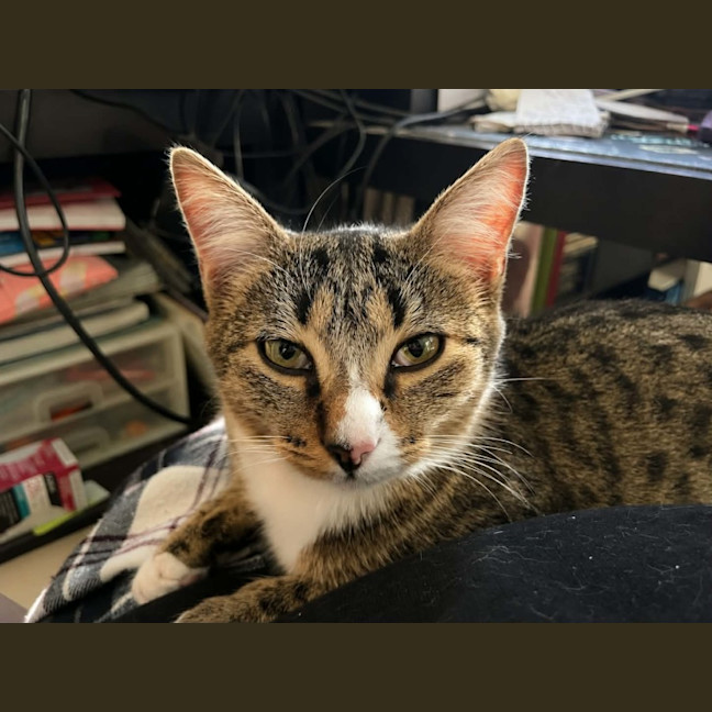 Photo of Quinn