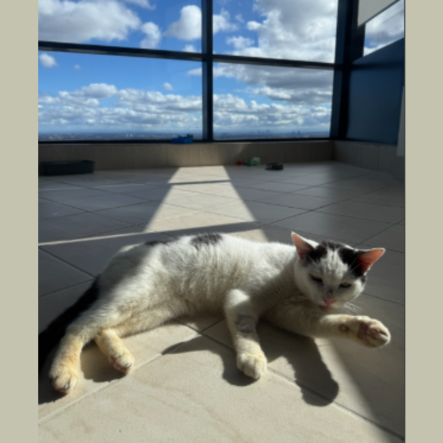 Photo of Noggin