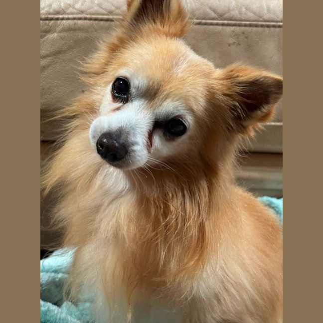 Photo of Coco