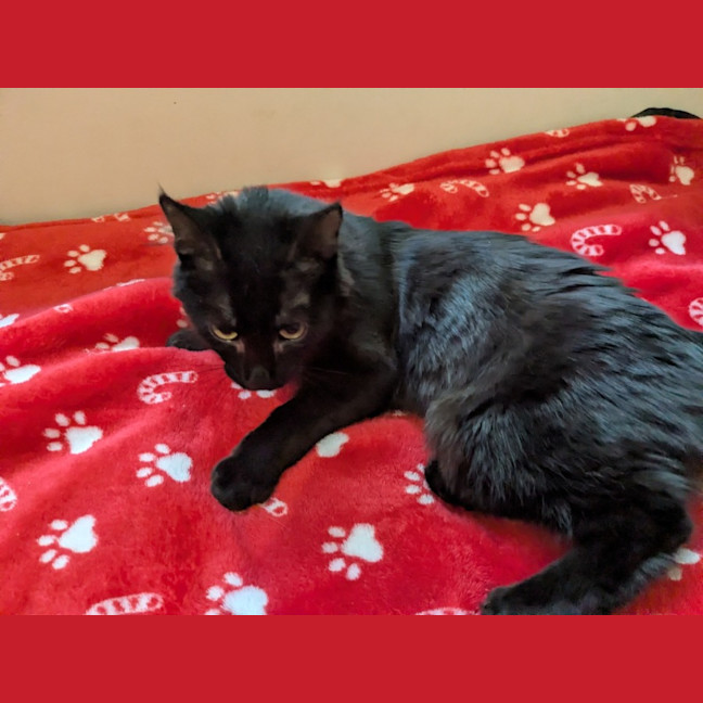 Photo of Biscuit 