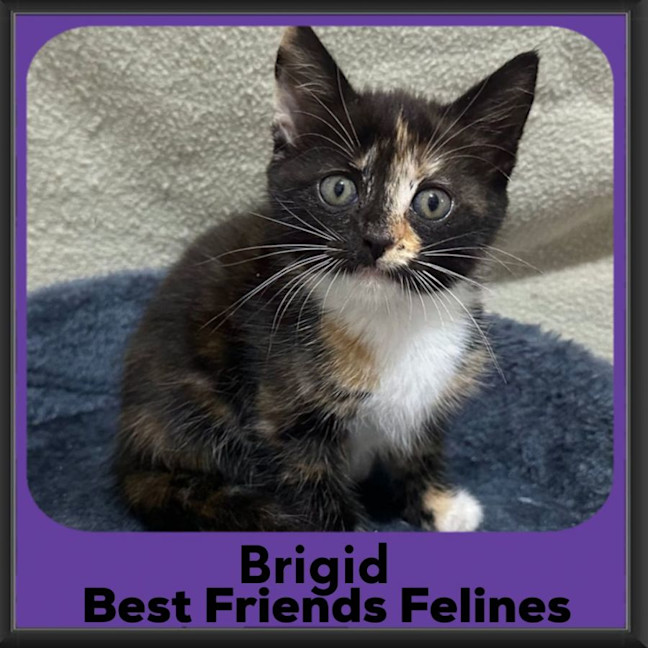 Photo of Brigit 