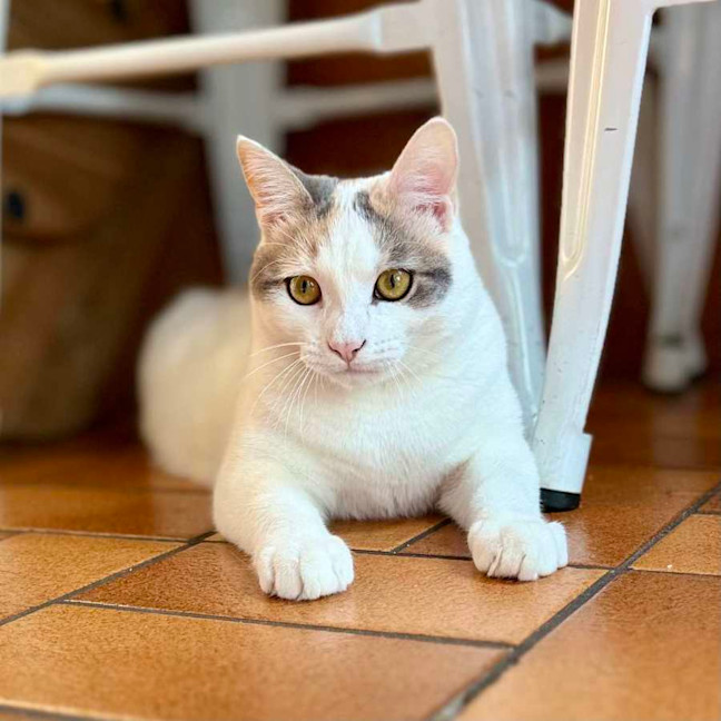 Photo of Bonnie   Located In Avondale Heights