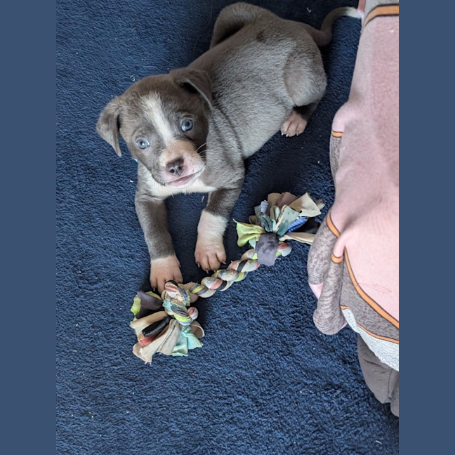 Photo of Pancake 