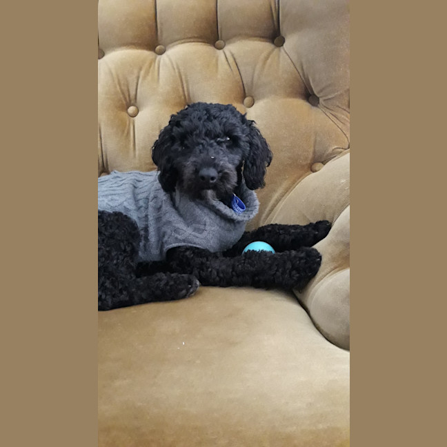 Photo of Wally   1 Year Old Cavoodle (Hold)