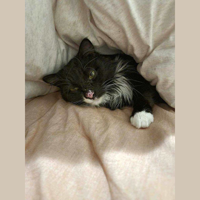 Photo of Kormos   Located In Thornbury