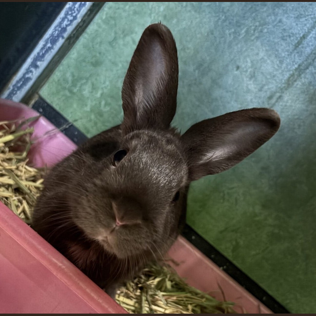 Photo of Chestnut 