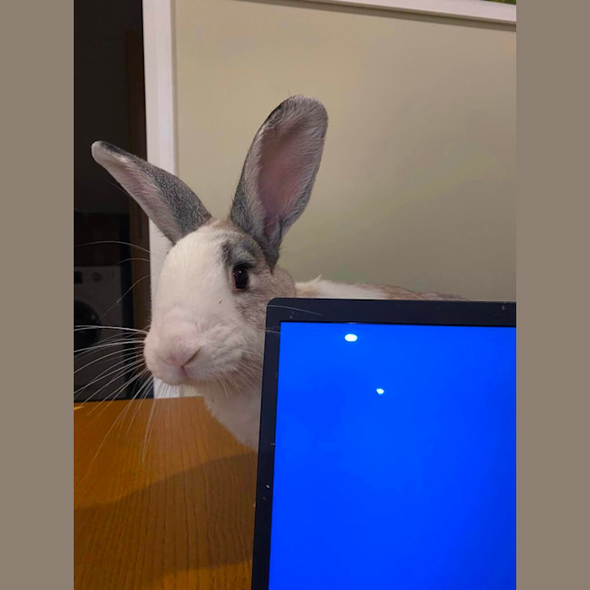 Photo of Winterberry & E’scar