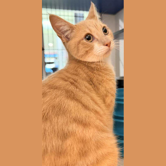 Photo of Chester