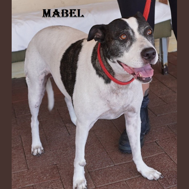 Photo of Mable