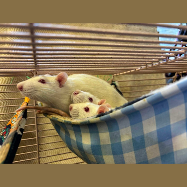Photo of Buddy, Lucky, Rufus & Rover