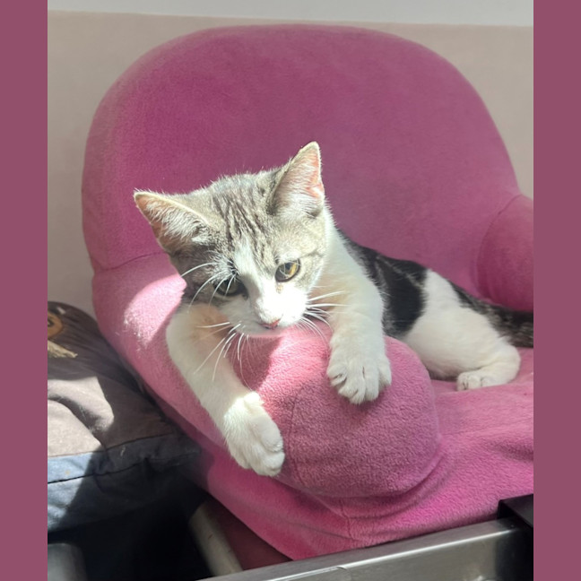 Photo of Amity (9967)