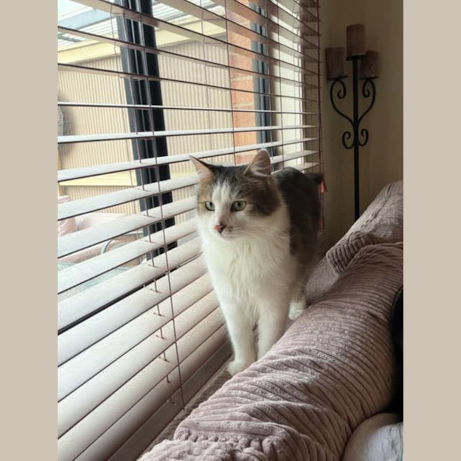 Photo of Jojo*9 Lives Project Rescue*