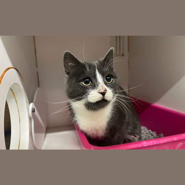 Photo of Tickles