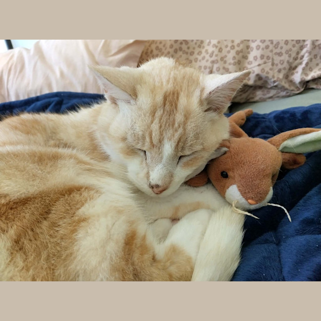 Photo of Herbert